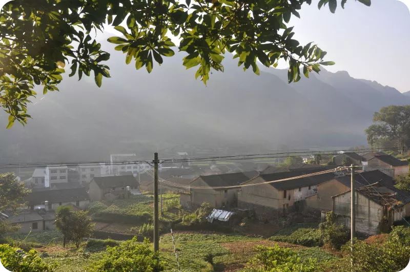 2020年七不小黄姜秋收感恩节邀请函 11月8日-15日 心法农业 福田心耕 欢喜农耕 心悦自然（浙江仙居仁庄村）