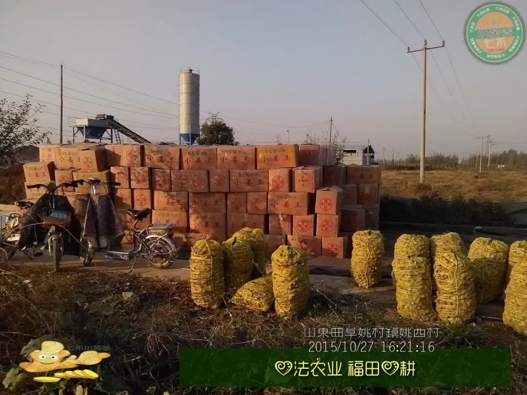 2020年七不小黄姜秋收感恩节邀请函 11月8日-15日 心法农业 福田心耕 欢喜农耕 心悦自然（浙江仙居仁庄村）