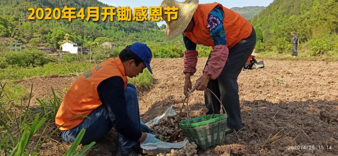 2020年七不小黄姜秋收感恩节邀请函 11月8日-15日 心法农业 福田心耕 欢喜农耕 心悦自然（浙江仙居仁庄村）