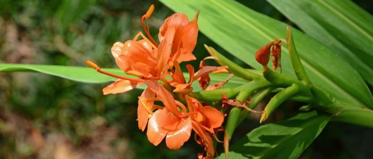 廈門市園林植物園里的姜目植物區...廈門植物園這個園子太神奇了！-七不姜 生姜養生網-明德CSA生態姜園&明安農業