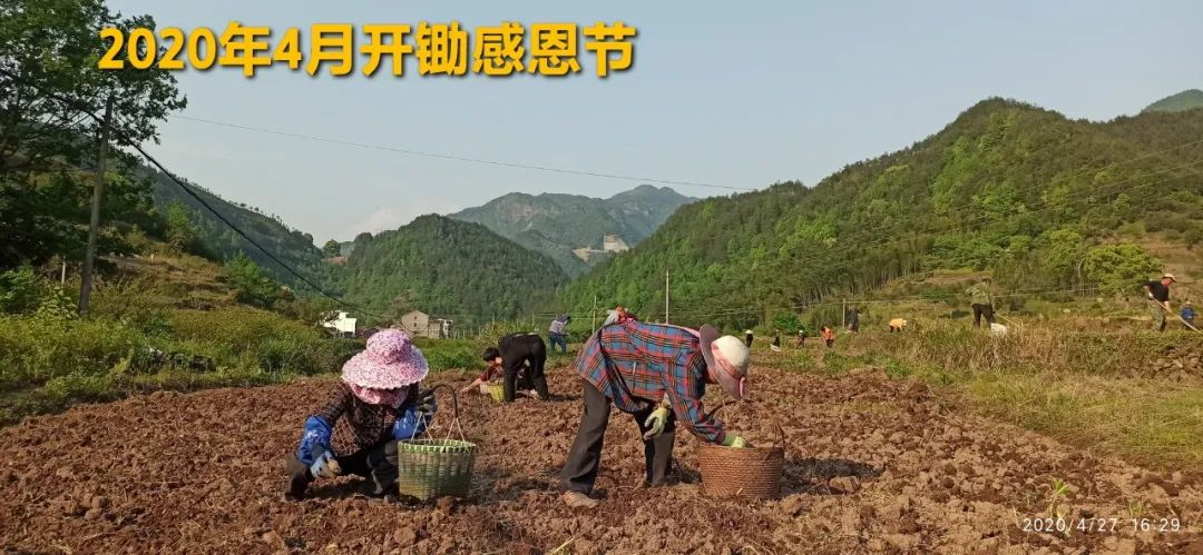 2020年七不小黄姜秋收感恩节邀请函 11月8日-15日 心法农业 福田心耕 欢喜农耕 心悦自然（浙江仙居仁庄村）