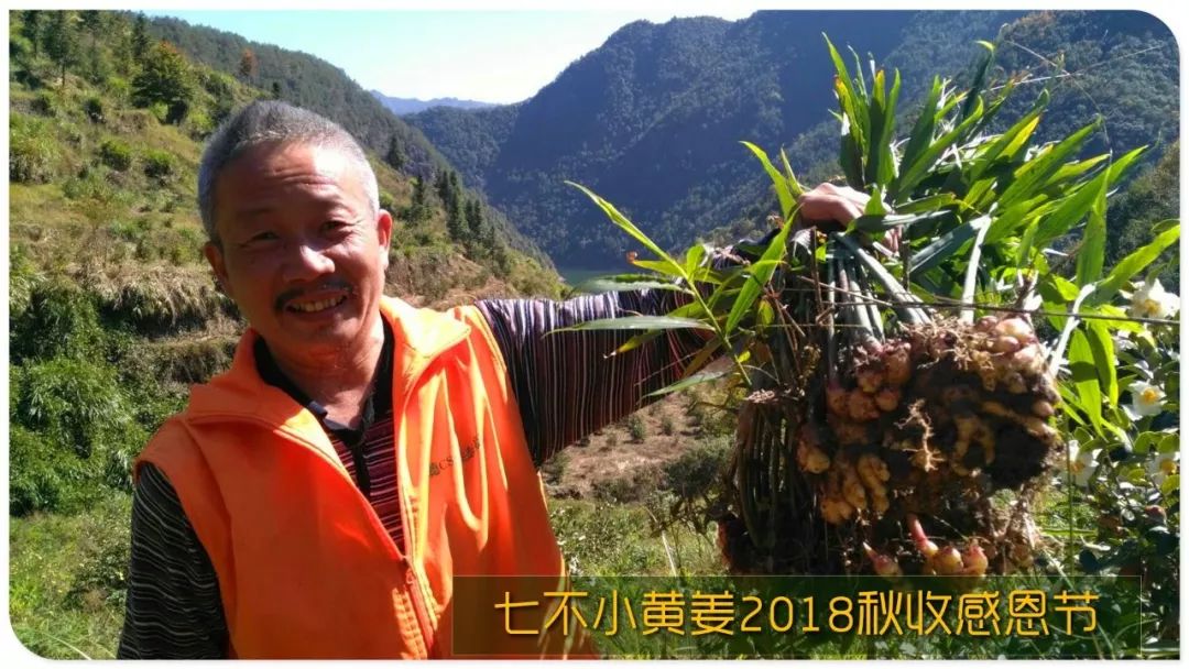 2020年七不小黄姜秋收感恩节邀请函 11月8日-15日 心法农业 福田心耕 欢喜农耕 心悦自然（浙江仙居仁庄村）