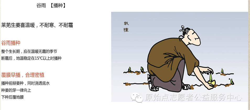 原始点姜的应用 原始点姜的应用