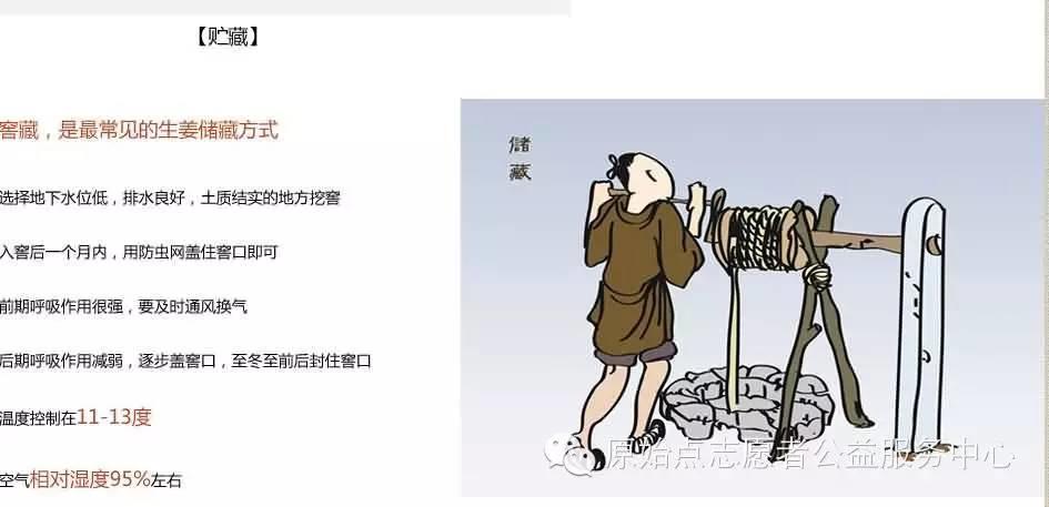 原始点姜的应用 原始点姜的应用