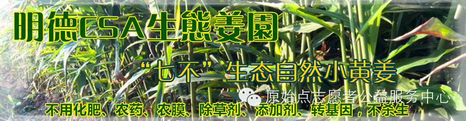 原始点姜的应用 原始点姜的应用