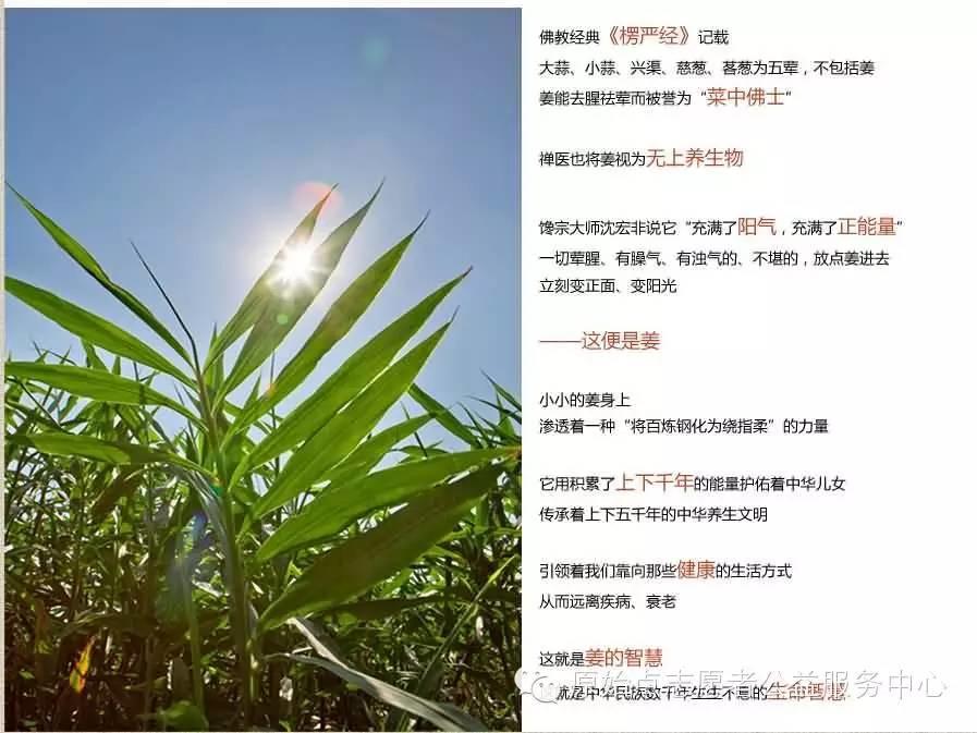 原始点姜的应用 原始点姜的应用