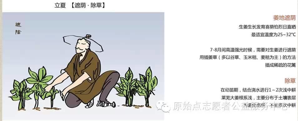 原始点姜的应用 原始点姜的应用