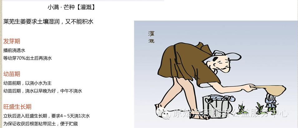 原始点姜的应用 原始点姜的应用