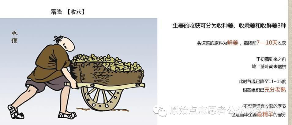 原始点姜的应用 原始点姜的应用