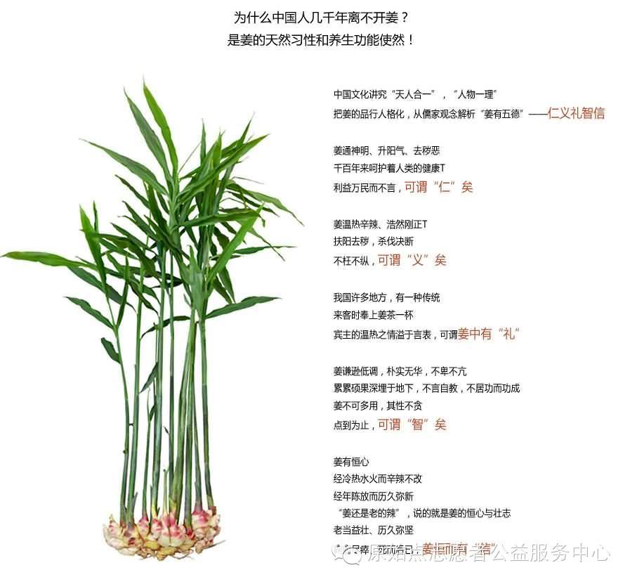 原始点姜的应用 原始点姜的应用