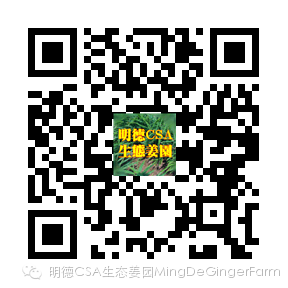 原始点姜的应用及姜片、姜汤制作过程 原始点姜的应用及姜片、姜汤制作过程