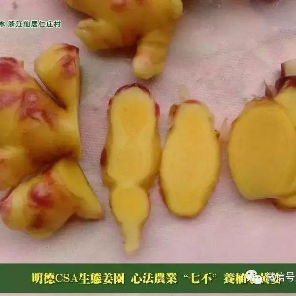 吃姜會不會上火？姜晚上能不能吃？吃姜會不會散氣？秋天能吃姜嗎？2020-七不姜 生姜養生網-明德CSA生態姜園&明安農業