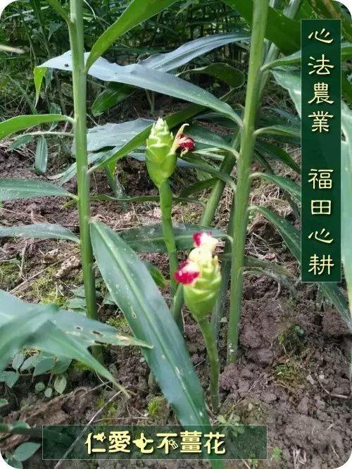 原始点 姜的应用2018.1 V4 原始点 姜的应用2018.1 V4