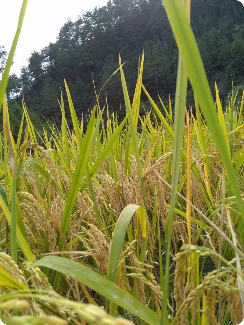 世上第一代心法农业、福田心耕之“七不”生态水稻由明安农业恭献