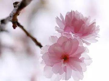 佛山原始点传承爱心公益中心  第六期原始点临床资深实践成长班招生