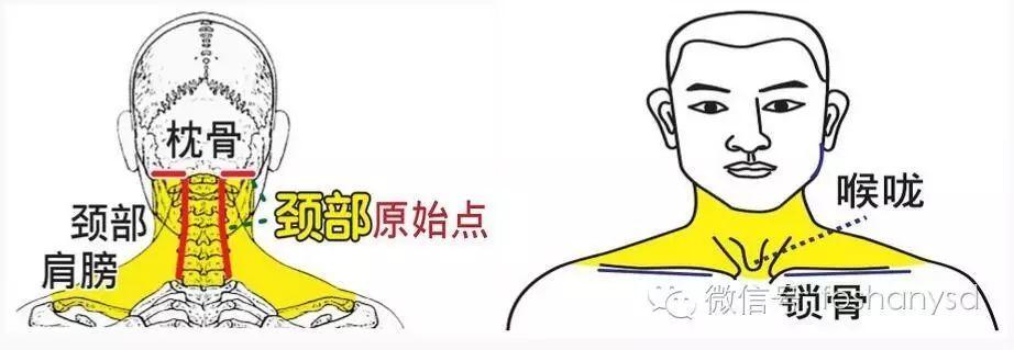 各部位原始点位置及其涵盖范围(头部 颈部) 各部位原始点位置及其涵盖范围(头部 颈部)