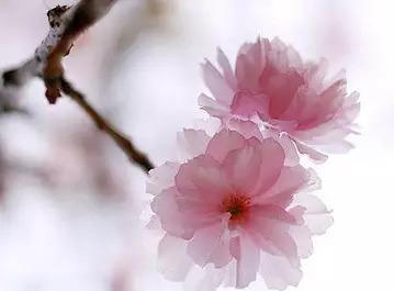 佛山原始点传承爱心公益中心 第七期原始点临床资深实践成长班招生