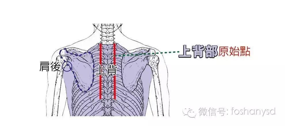 各部位原始点位置及其涵盖范围 (上下背部) 各部位原始点位置及其涵盖范围 (上下背部)