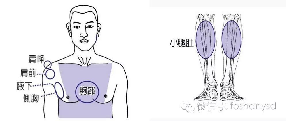 各部位原始点位置及其涵盖范围 (上下背部) 各部位原始点位置及其涵盖范围 (上下背部)