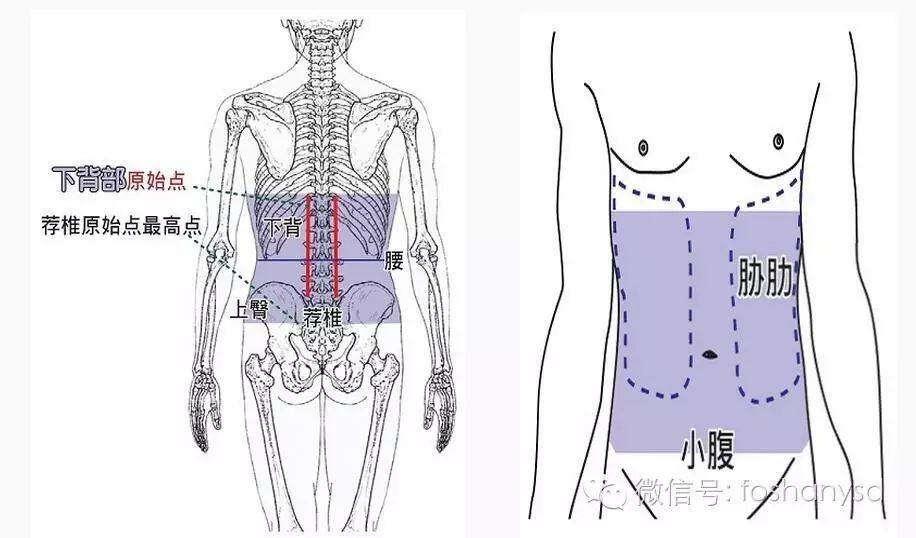 各部位原始点位置及其涵盖范围 (上下背部) 各部位原始点位置及其涵盖范围 (上下背部)