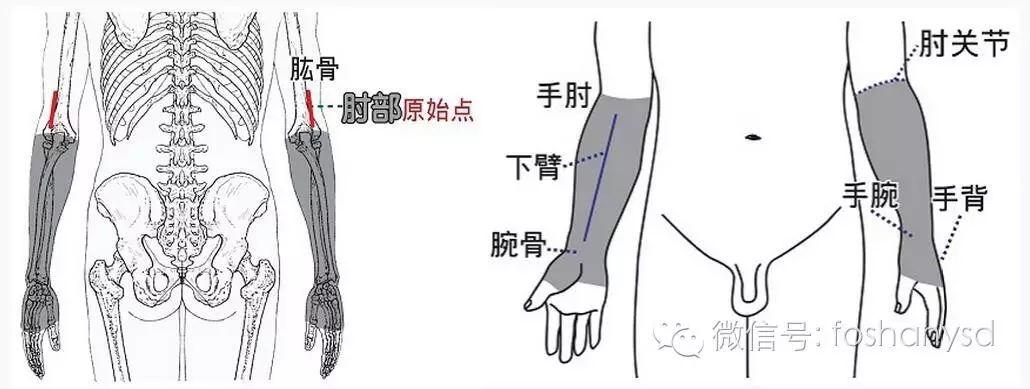 各部位原始点位置及其涵盖范围 (足背部 肘部 手背部) 各部位原始点位置及其涵盖范围 (足背部 肘部 手背部)