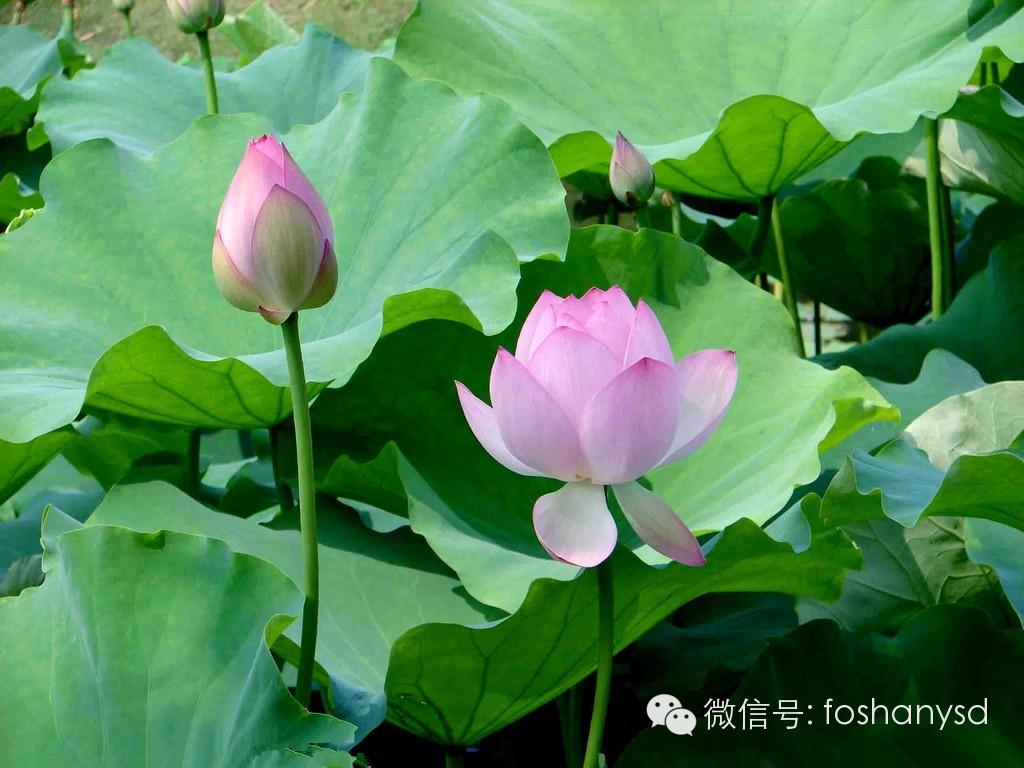 用母爱和原始点轻松搞掂孩子肚胀拉肚子症状