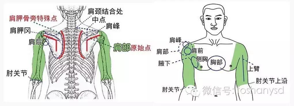 各部位原始点位置及其涵盖范围 (肩部 荐椎部)-原始点全球同学网
