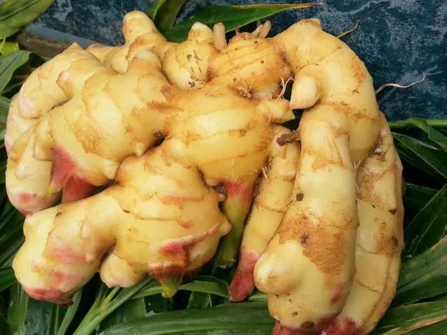 教你正确存放生姜鲜姜方法,放一个月都新鲜,真是太厉害了 教你正确存放生姜鲜姜方法,放一个月都新鲜,真是太厉害了