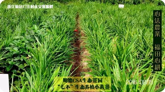 教你正确存放生姜鲜姜方法,放一个月都新鲜,真是太厉害了 教你正确存放生姜鲜姜方法,放一个月都新鲜,真是太厉害了