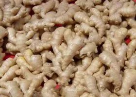 教你正确存放生姜鲜姜方法,放一个月都新鲜,真是太厉害了 教你正确存放生姜鲜姜方法,放一个月都新鲜,真是太厉害了