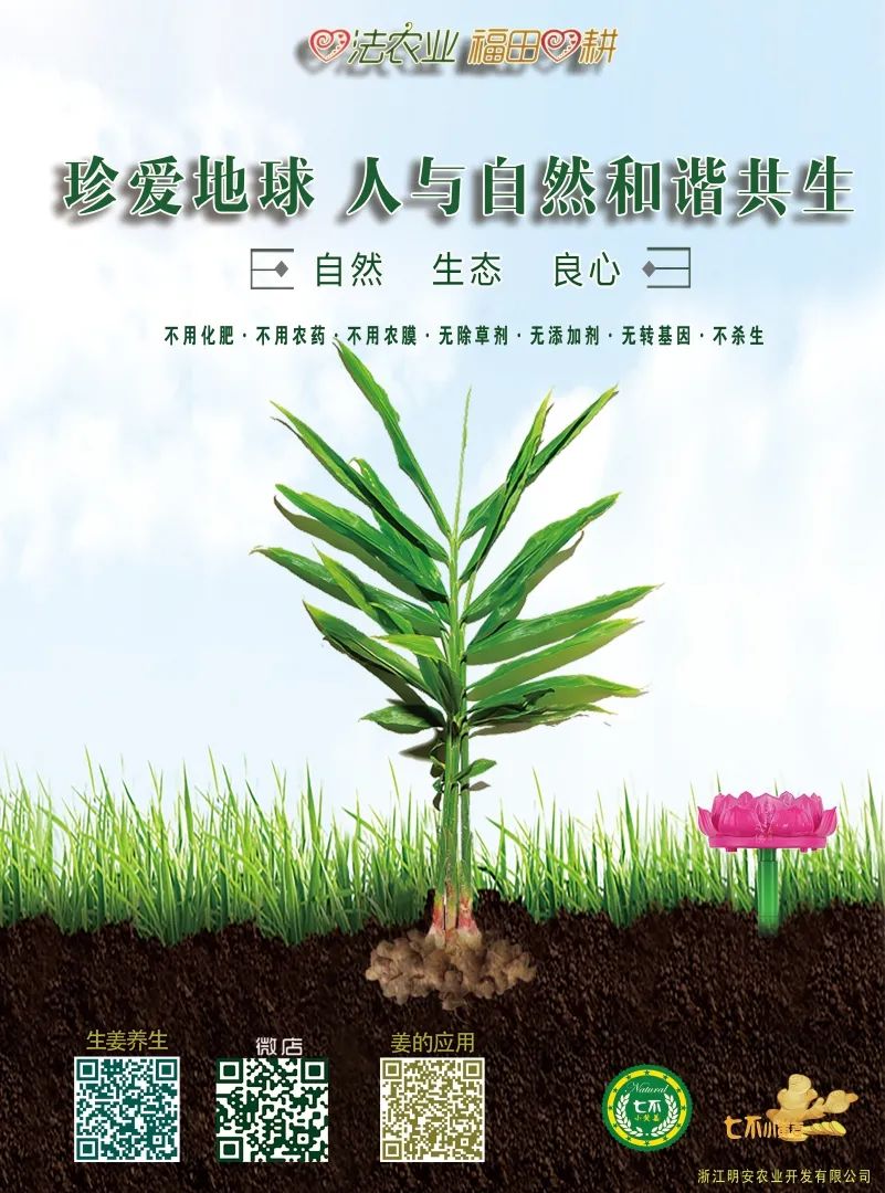 教你正确存放生姜鲜姜方法,放一个月都新鲜,真是太厉害了 教你正确存放生姜鲜姜方法,放一个月都新鲜,真是太厉害了