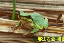 (●'?'●)6月慶祝春播春種順利完成! 姜膏姜油 端午糯米 會員積分換購特惠 ,2023預售大米 會員折上折 6.18折-七不姜 生姜養生網-明德CSA生態姜園&明安農業