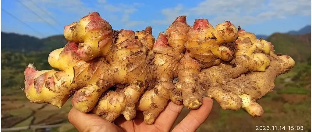 2024年4月春暖花開!春耕優惠“卷”-七不姜 生姜養生網-明德CSA生態姜園&明安農業