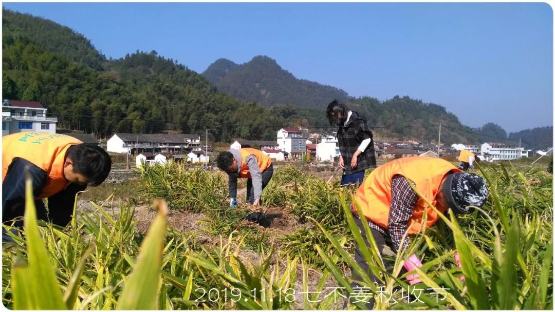 2020年七不小黄姜秋收感恩节邀请函 11月8日-15日 心法农业 福田心耕 欢喜农耕 心悦自然（浙江仙居仁庄村）