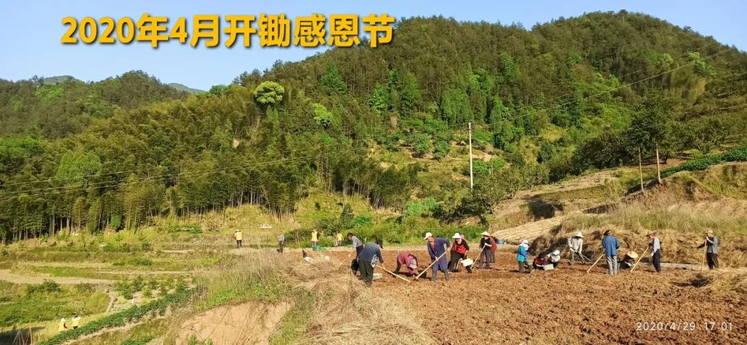 2020年七不小黄姜秋收感恩节邀请函 11月8日-15日 心法农业 福田心耕 欢喜农耕 心悦自然（浙江仙居仁庄村）