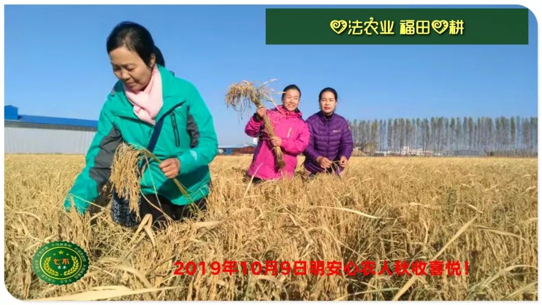 2020年七不小黄姜秋收感恩节邀请函 11月8日-15日 心法农业 福田心耕 欢喜农耕 心悦自然（浙江仙居仁庄村）