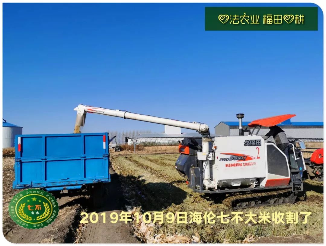 2020年七不小黄姜秋收感恩节邀请函 11月8日-15日 心法农业 福田心耕 欢喜农耕 心悦自然（浙江仙居仁庄村）