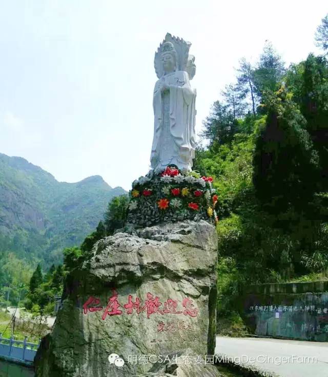 2020年七不小黄姜秋收感恩节邀请函 11月8日-15日 心法农业 福田心耕 欢喜农耕 心悦自然（浙江仙居仁庄村）