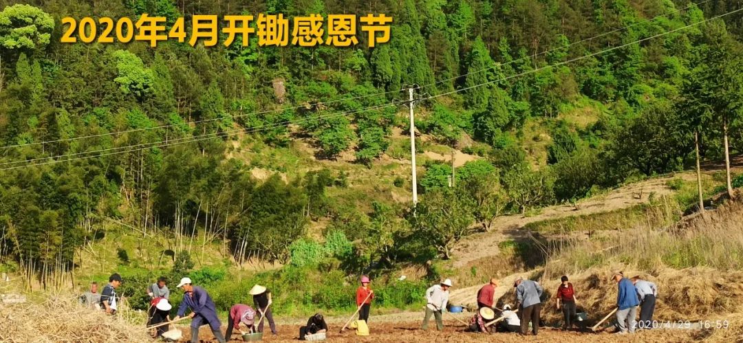 2020年七不小黄姜秋收感恩节邀请函 11月8日-15日 心法农业 福田心耕 欢喜农耕 心悦自然（浙江仙居仁庄村）