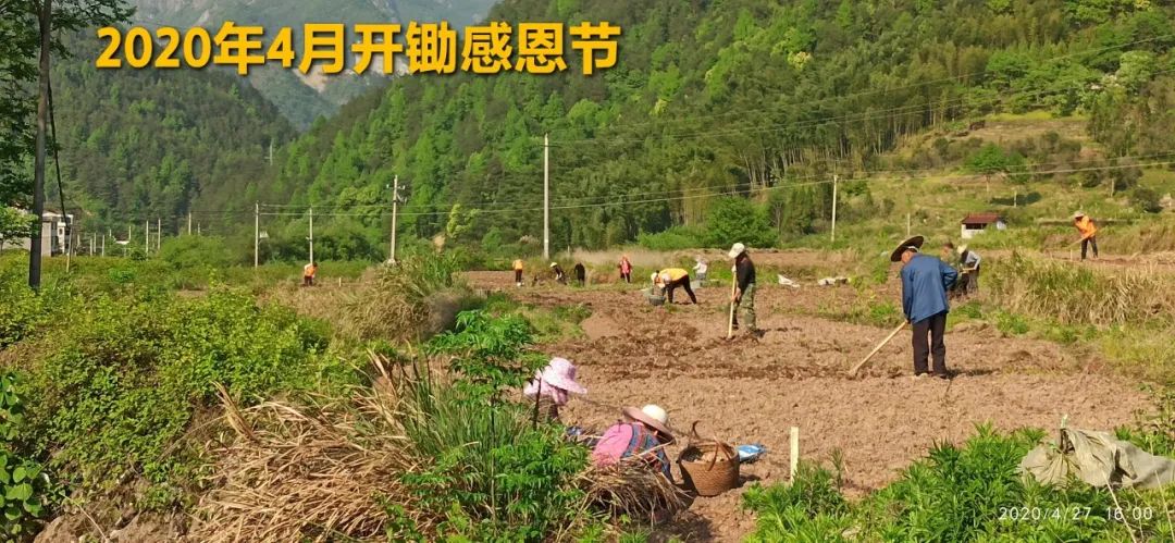 2020年七不小黄姜秋收感恩节邀请函 11月8日-15日 心法农业 福田心耕 欢喜农耕 心悦自然（浙江仙居仁庄村）