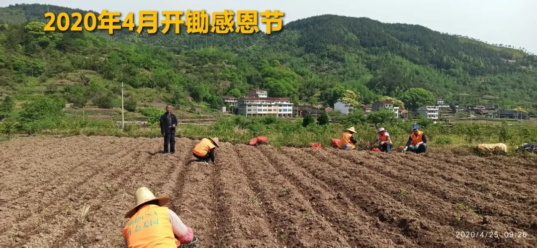 2020年七不小黄姜秋收感恩节邀请函 11月8日-15日 心法农业 福田心耕 欢喜农耕 心悦自然（浙江仙居仁庄村）