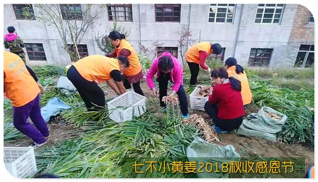 2020年七不小黄姜秋收感恩节邀请函 11月8日-15日 心法农业 福田心耕 欢喜农耕 心悦自然（浙江仙居仁庄村）