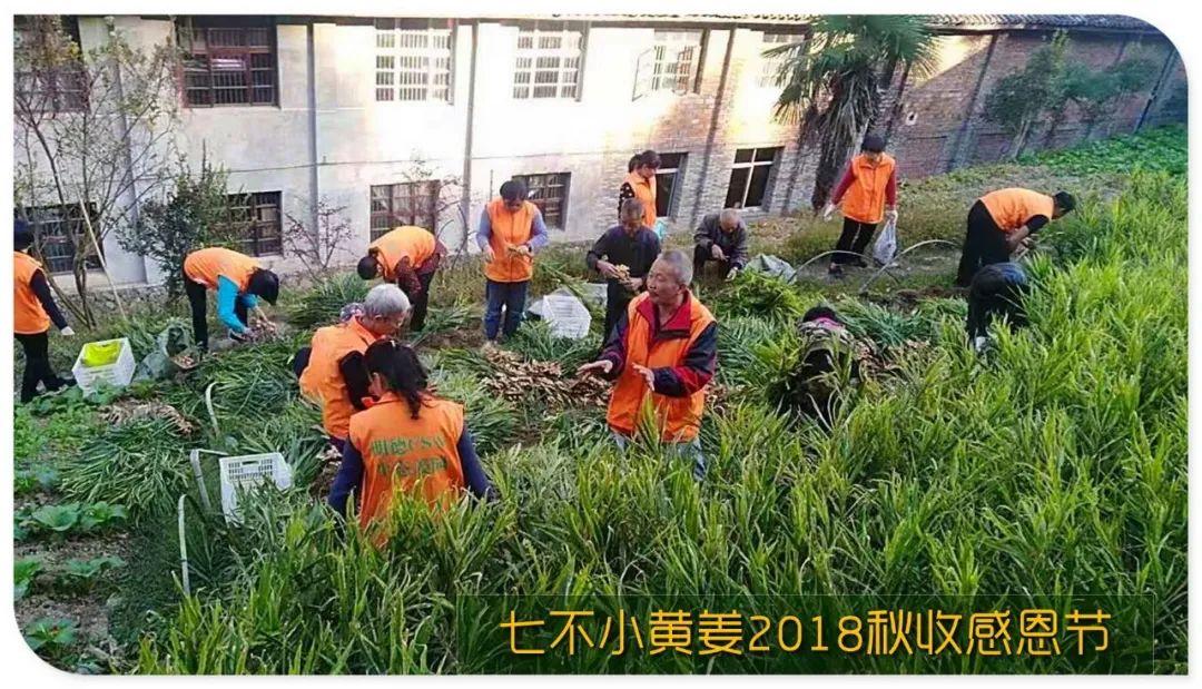 2020年七不小黄姜秋收感恩节邀请函 11月8日-15日 心法农业 福田心耕 欢喜农耕 心悦自然（浙江仙居仁庄村）