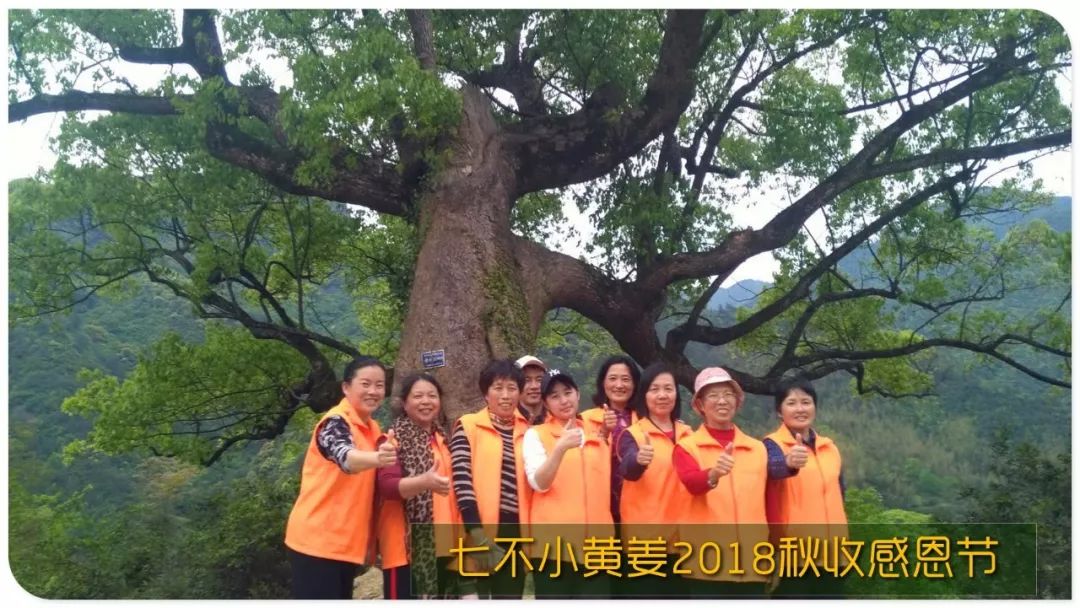 2020年七不小黄姜秋收感恩节邀请函 11月8日-15日 心法农业 福田心耕 欢喜农耕 心悦自然（浙江仙居仁庄村）
