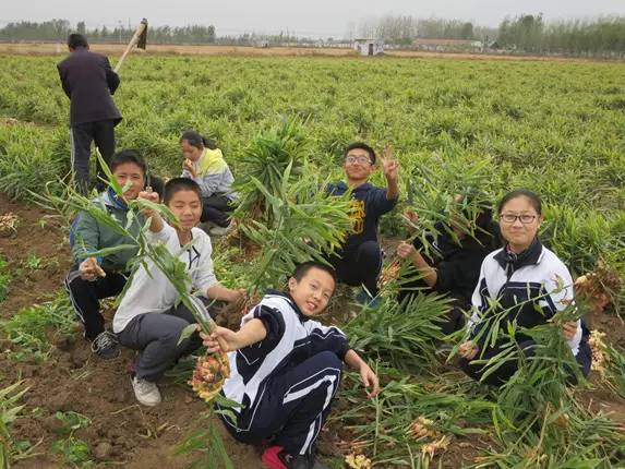 2020年七不小黄姜秋收感恩节邀请函 11月8日-15日 心法农业 福田心耕 欢喜农耕 心悦自然(浙江仙居仁庄村) 2020年七不小黄姜秋收感恩节邀请函 11月8日-15日 心法农业 福田心耕 欢喜农耕 心悦自然(浙江仙居仁庄村)