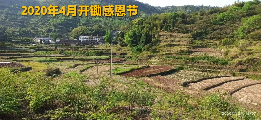 2020年七不小黄姜秋收感恩节邀请函 11月8日-15日 心法农业 福田心耕 欢喜农耕 心悦自然（浙江仙居仁庄村）