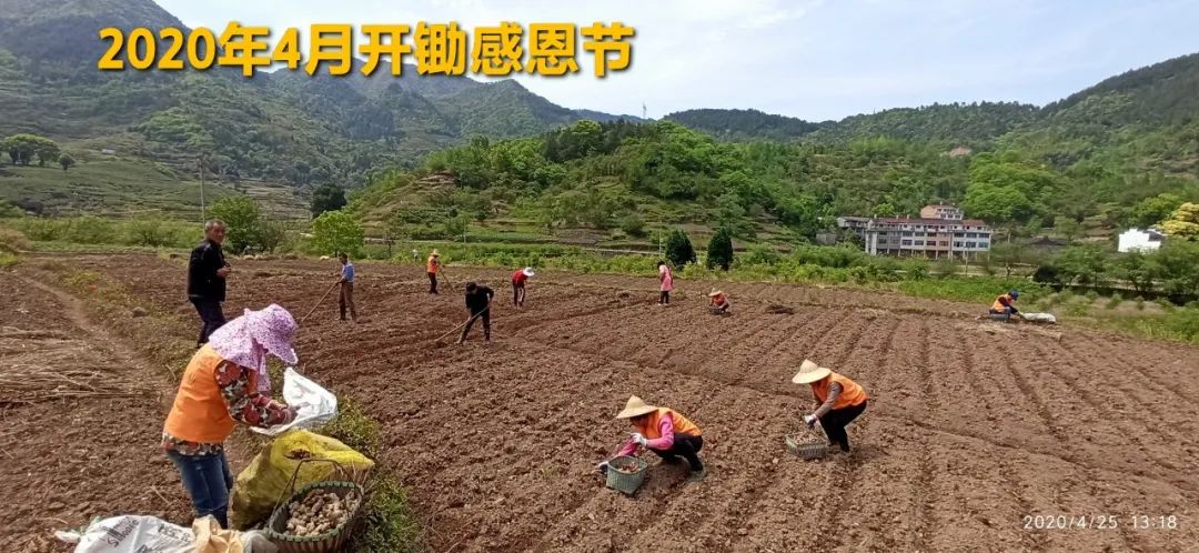 2020年七不小黄姜秋收感恩节邀请函 11月8日-15日 心法农业 福田心耕 欢喜农耕 心悦自然（浙江仙居仁庄村）