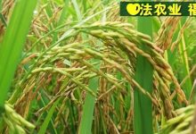 七不水稻即將上市-2021年新米預定月購限時特惠 家庭七不大米/紅米 紅皮大米/糯米/ 黑米/泰兩優217/中浙優H7 宅配送-七不姜 生姜養生網-明德CSA生態姜園&明安農業