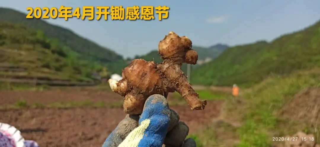 2020年七不小黄姜秋收感恩节邀请函 11月8日-15日 心法农业 福田心耕 欢喜农耕 心悦自然（浙江仙居仁庄村）