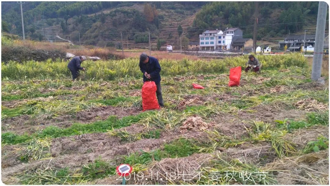 2020年七不小黄姜秋收感恩节邀请函 11月8日-15日 心法农业 福田心耕 欢喜农耕 心悦自然(浙江仙居仁庄村) 2020年七不小黄姜秋收感恩节邀请函 11月8日-15日 心法农业 福田心耕 欢喜农耕 心悦自然(浙江仙居仁庄村)